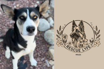 February: Pet Adoptions & Valentine's Day Finds