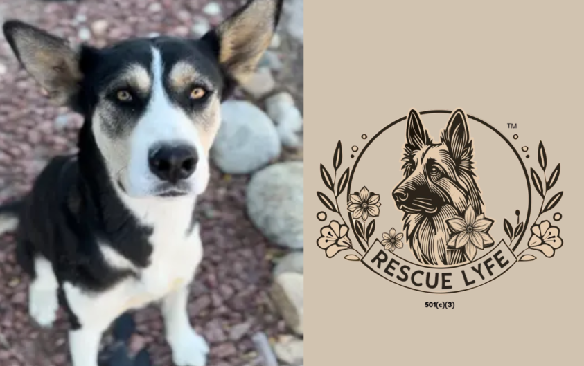 February: Pet Adoptions & Valentine's Day Finds